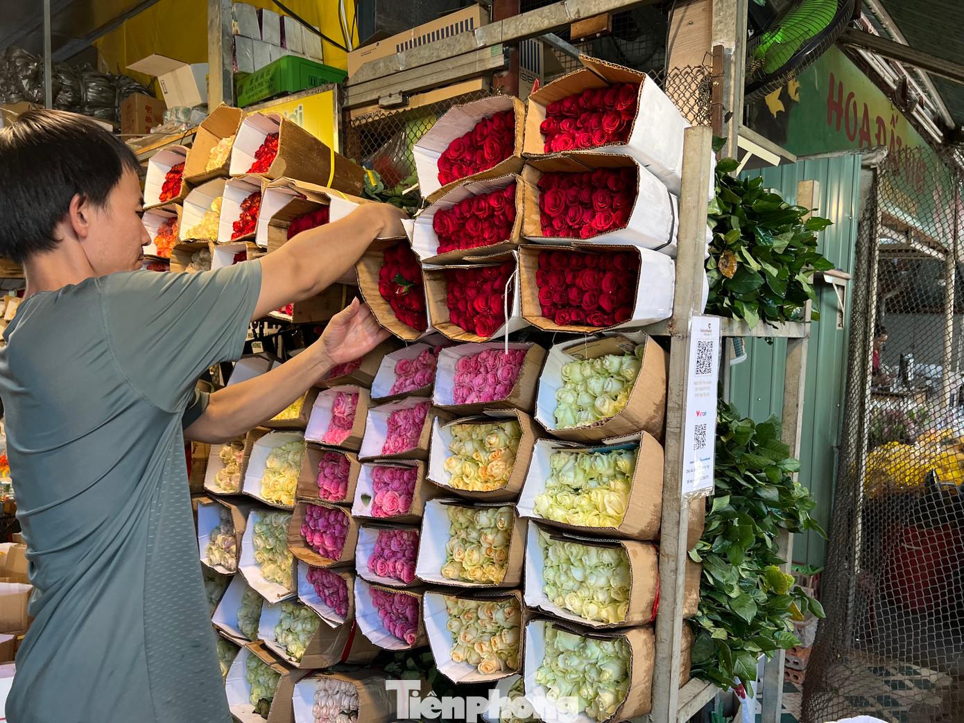 Trong khi đó, tiểu thương kinh doanh hoa hồng tươi tỏ ra khá lo lắng vì khách mua không nhiều. Hiện, 50 cành hoa hồng đỏ Đà Lạt có giá chỉ 250.000 đồng, trong khi cùng thời điểm này vào năm ngoái, giá phải từ 450.000 - 500.000 đồng. Như vậy năm nay giá hồng tươi giảm gần một nửa nhưng khá ế ẩm.