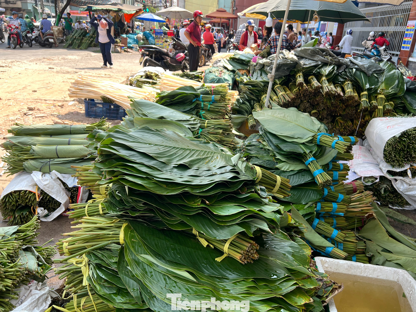 Lá dong được chọn mua từ nhà vườn ở huyện Hóc Môn (TPHCM), huyện Gia Kiệm (Đồng Nai), Hà Nội,… Ưu điểm của các loại lá dong này có màu xanh óng, lá dai, tròn to nên được mọi người ưa chuộng. Lá dong được chọn mua từ nhà vườn ở huyện Hóc Môn (TPHCM), huyện Gia Kiệm (Đồng Nai), Hà Nội,… Ưu điểm của các loại lá dong này có màu xanh óng, lá dai, tròn to nên được mọi người ưa chuộng.