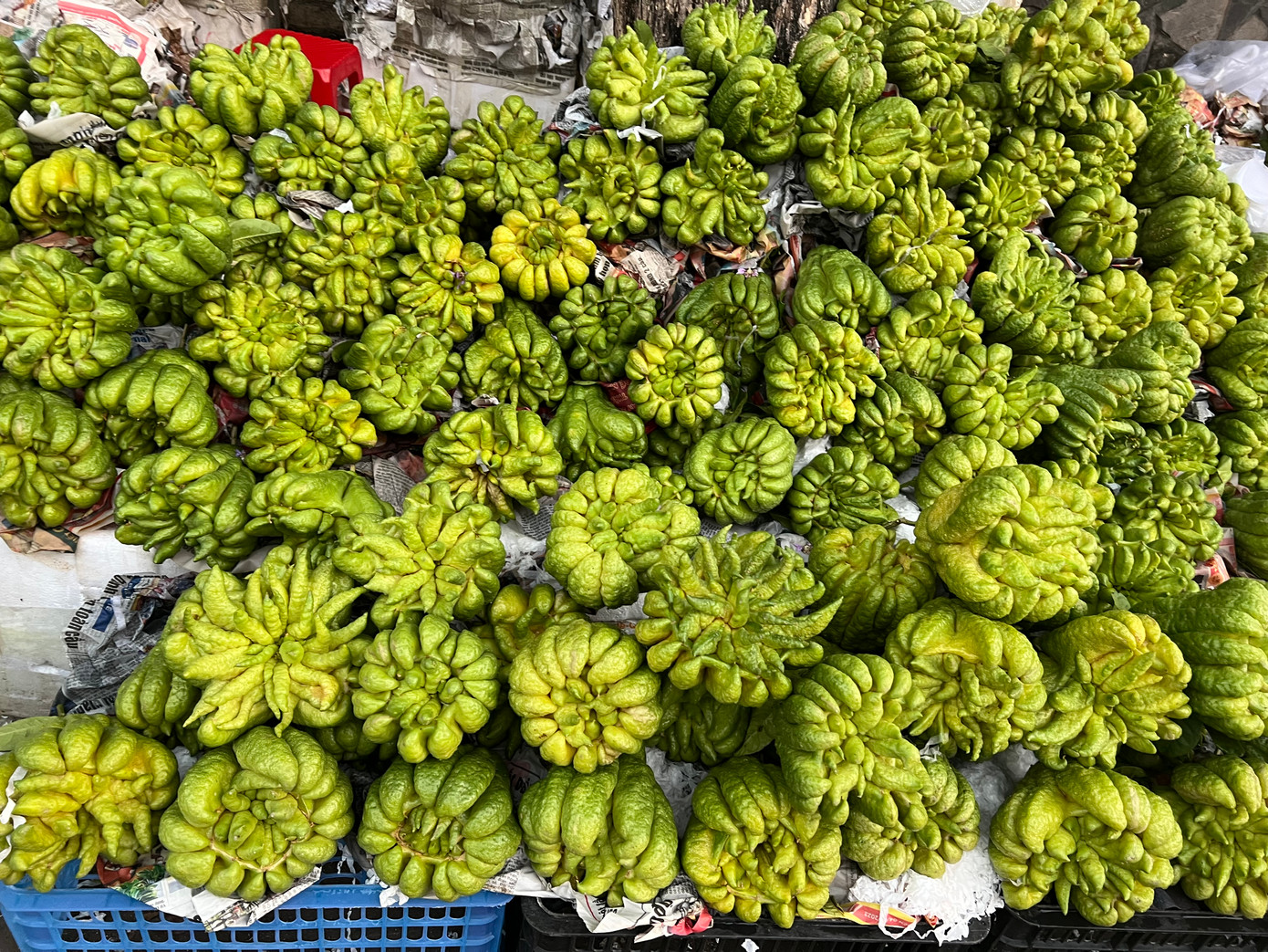 Trái phật thủ cũng có giá từ 70.000 - 90.000 đồng/trái Trái phật thủ cũng có giá từ 70.000 - 90.000 đồng/trái