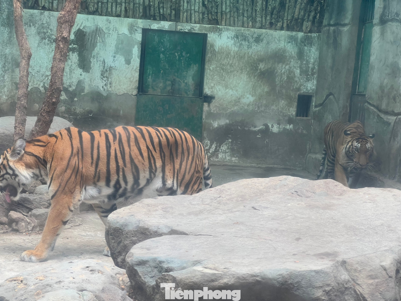 Bố mẹ của Bình và Dương ở chuồng bên cạnh con.