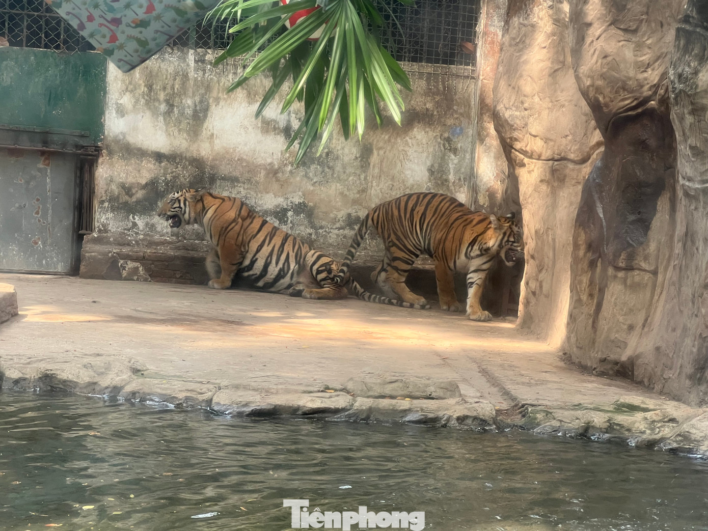 Đây là 2 chú hổ con tên Bình và Dương được sinh ra năm 2023 và lớn lên tại Thảo Cầm Viên
