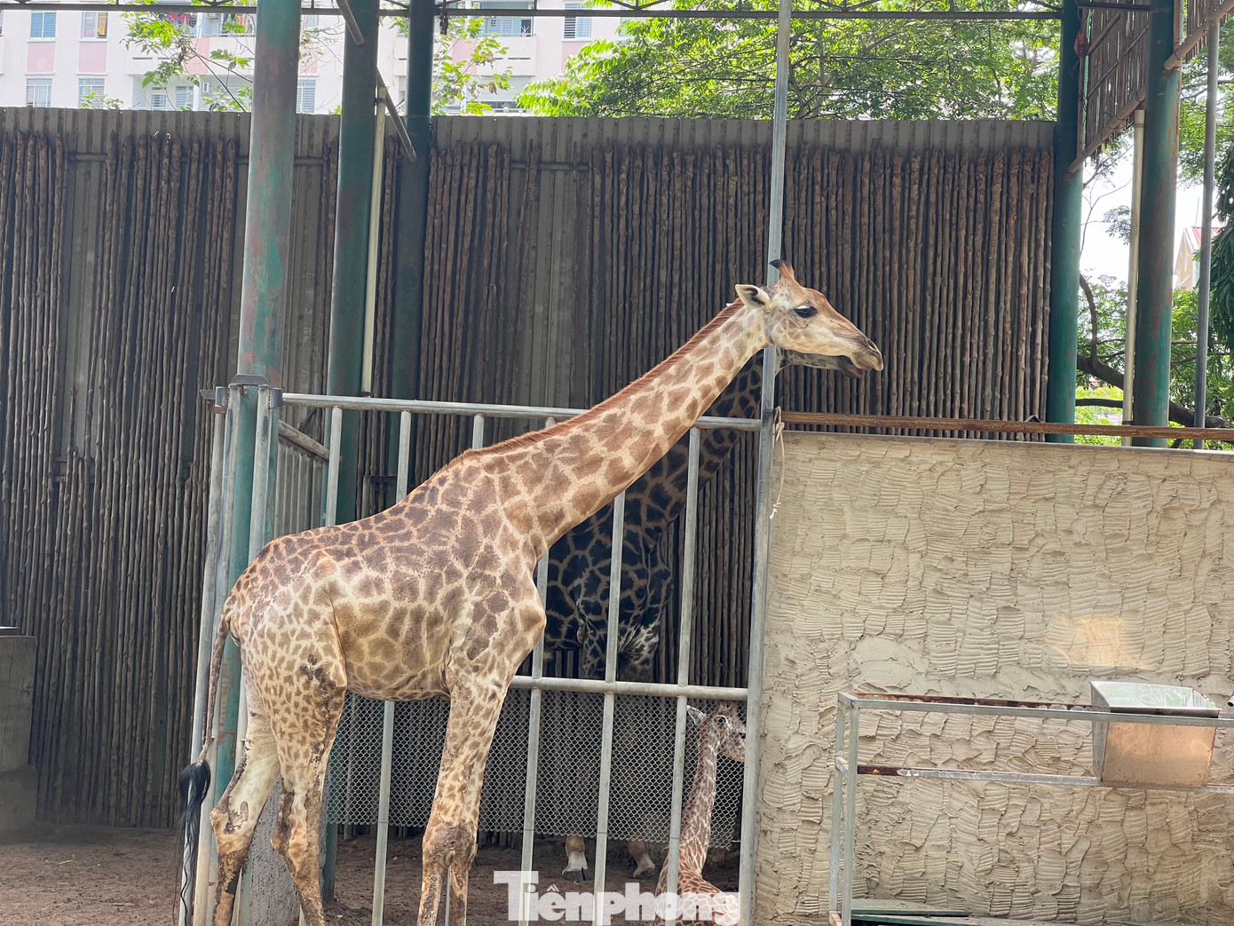Tháng trước đó, Thảo Cầm Viên Sài Gòn cũng tổ chức sinh nhật cho bé hươu tên Thảo em.