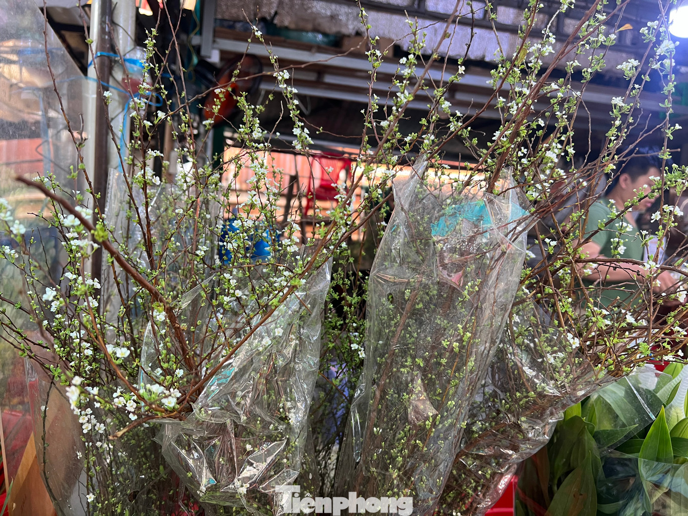 Những bông hoa trắng nhỏ xinh của tuyết mai được khách chọn mua chơi Tết rất nhiều.