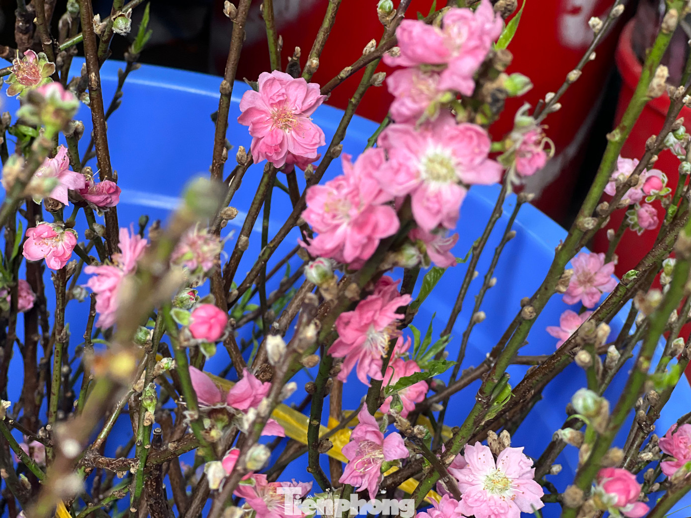 Theo một số tiểu thương chợ hoa, đây là đào từ làng hoa Nhật Tân (Hà Nội). Do đang là đào đầu mùa nên được nhiều khách hàng yêu thích và chọn mua sớm. Khách có thể cắm bình chưng trong nhà. Nhiều bạn trẻ còn mua để dạo phố chụp ảnh. Tùy theo kích cỡ cao thấp mà đào cành mini có giá khác nhau, nhưng đều dao động trong khoảng 100.000 - 150.000 đồng/cành.