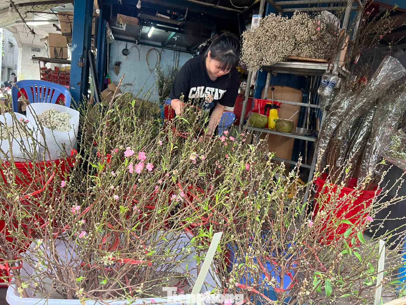 Năm nay kinh tế khó khăn, người dân chỉ mua sắm đồ dùng, thực phẩm thiết yếu. Do đó, những cành đào với giá chỉ 100.000 đồng được khách hàng ưa chuộng hơn. "Dù giá rẻ nhưng chất lượng "điểm 10" - chị Bình (25 tuổi) lựa chọn hoa đào chơi Tết sớm nhìn nhận.