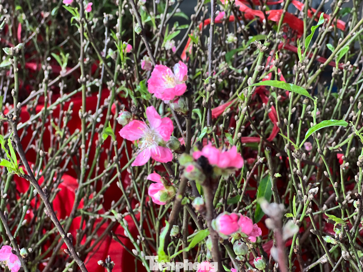 Những bông hoa với màu hồng phấn đẹp mắt.