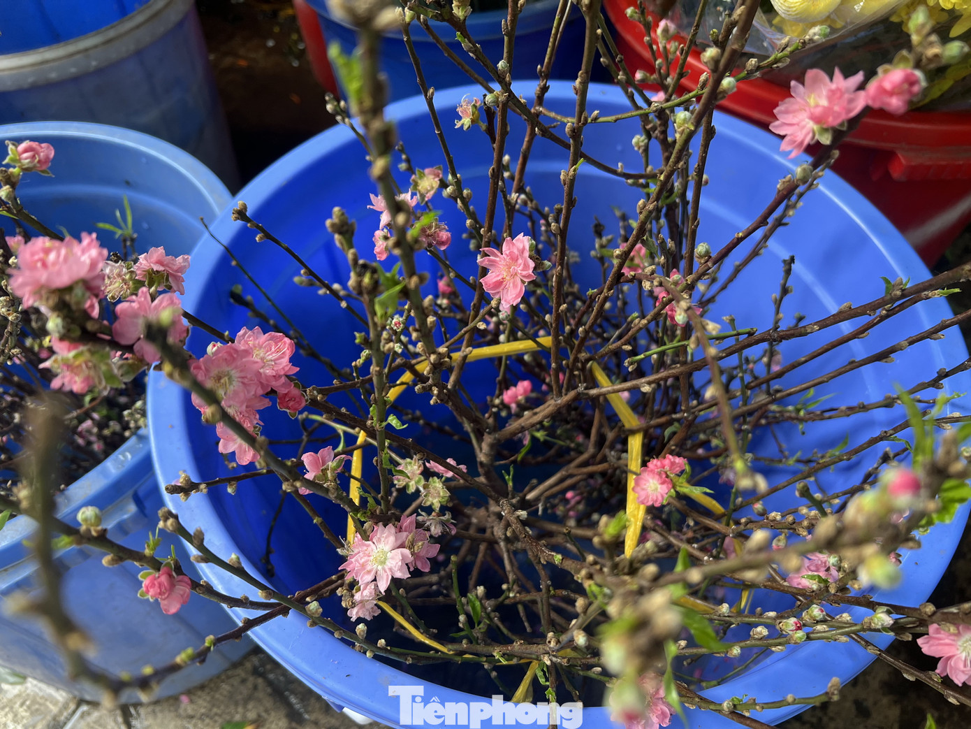 Đào cành mini chỉ cần cắm vào bình chứa nước là tươi được cả tháng.