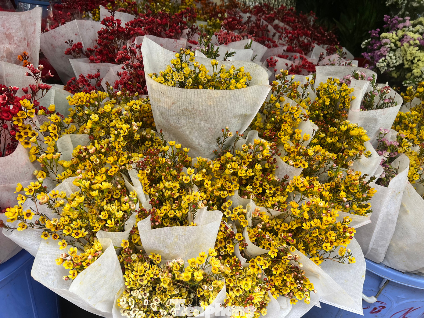 Hiện tại, sức mua hoa chơi Tết tại TPHCM chưa cao. Tiểu thương cũng dự đoán trước tình hình kinh doanh năm nay sẽ khó khăn hơn so với những năm trước nên chỉ nhập những mặt hàng vừa túi tiền, giá cả không tăng so với mọi năm.