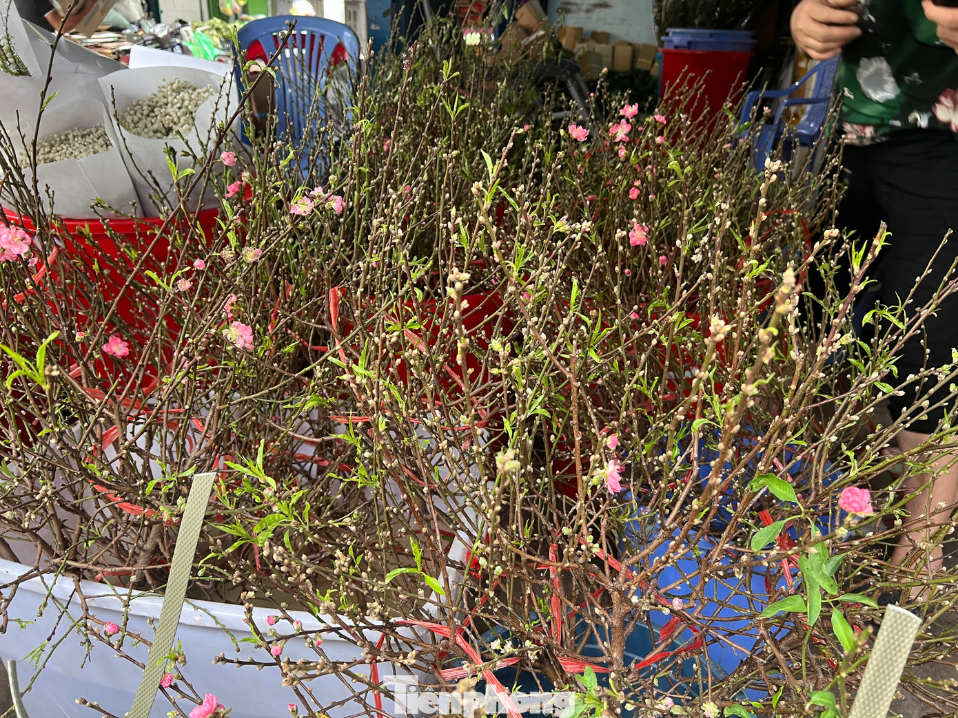 Những cành đào xuân lấm tấm nụ, thân tươi rói. "Bố mẹ chồng đều là người Hà Nội. Dù ở TPHCM đã lâu, năm nào gia đình cũng có bình hoa đào trong nhà mỗi độ Tết đến. Tôi thường chọn mua đào cành mini vì giá vừa tầm, có thể trưng trên bàn thờ gia tiên hoặc trên bàn đều rất đẹp mắt" - chị Hoài Thương (ngụ quận Bình Thạnh) cho biết.