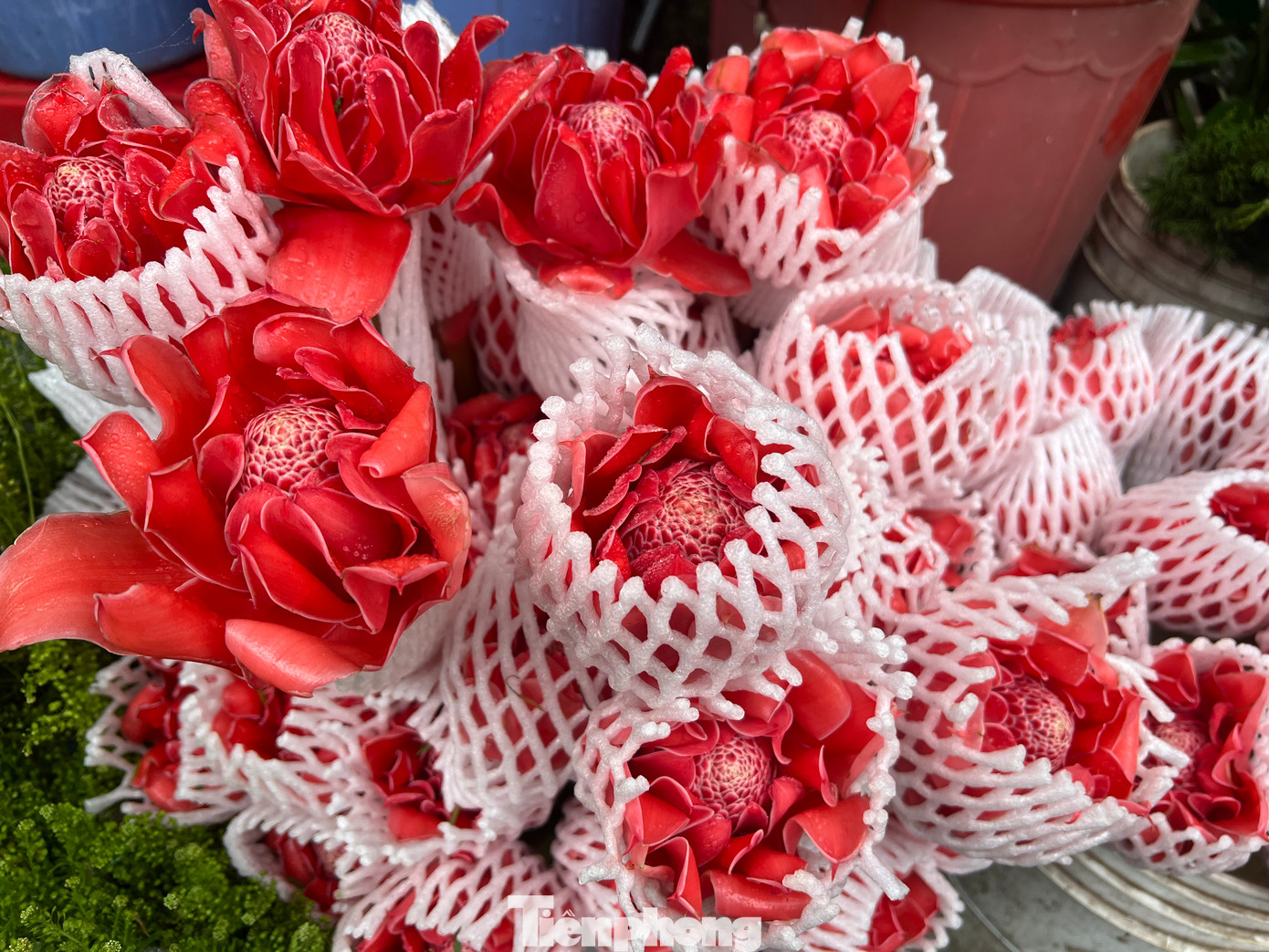 Sen đa lộc lần đầu xuất hiện trong dịp Tết năm nay, giá chỉ 30.000 đồng/bông. Hoa có thể tươi khoảng 1 tuần. "Ngày Tết, người dân thường ưa chuộng các loại hoa có màu đỏ, vàng... vì quan niệm sẽ đem lại nhiều may mắn trong năm mới. Đây là lần đầu tiên tôi có mặt hàng sen đa lộc này, hoa có nguồn gốc từ Thái Lan và hiện được trồng nhiều tại Việt Nam" - bà Hảo, chuyên doanh hoa tươi giới thiệu.