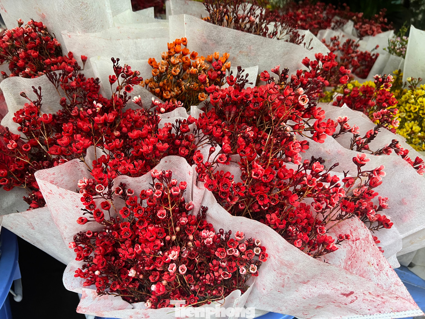 Ngoài ra, thanh liễu với nhiều màu sắc đẹp mắt như đỏ, vàng, cam... có giá 150.000 đồng/bó.