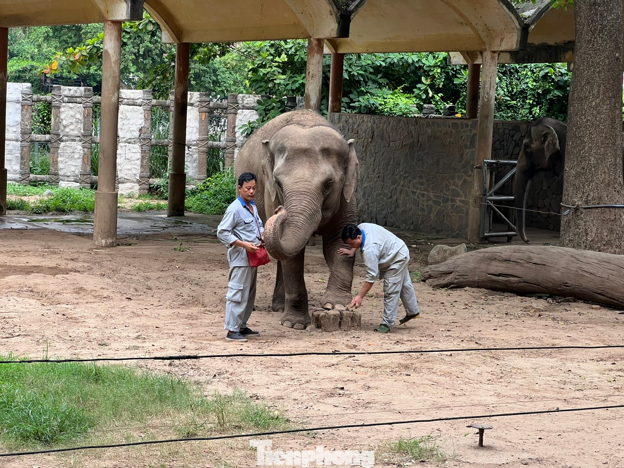 "Làm nail" là cách nói vui. Thực ra đây là công việc kiểm tra chân voi xem có đạp phải vật nhọn nào gây tổn thương chân hay không, cũng như chăm sóc móng chân, bàn chân cho voi...