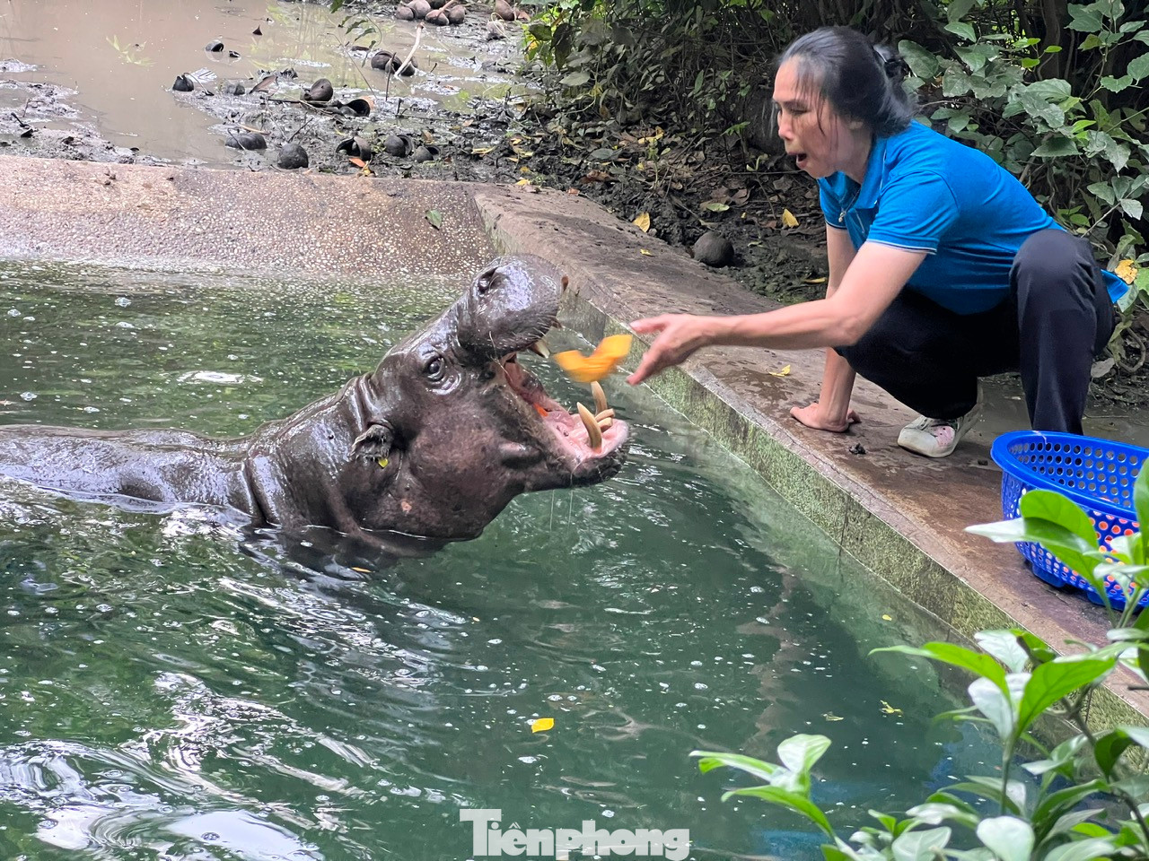 Sau đó, chị Lan "thưởng" cho bé Dít bí đỏ, cà rốt, dưa hấu... Mỗi ngày hà mã sẽ được cho ăn 2 cữ. Tại Thảo cầm viên Sài Gòn, hà mã được đặt nhiều tên ngộ nghĩnh như Dít, Hột Mít, Ka...