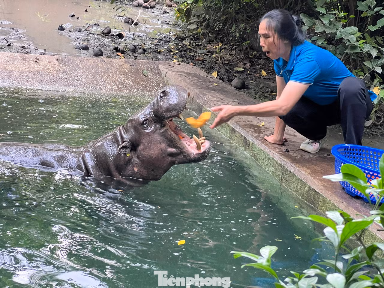 Sau đó, chị Lan "thưởng" cho bé Dít bí đỏ, cà rốt, dưa hấu... Mỗi ngày hà mã sẽ được cho ăn 2 cữ. Tại Thảo cầm viên Sài Gòn, hà mã được đặt nhiều tên ngộ nghĩnh như Dít, Hột Mít, Ka...
