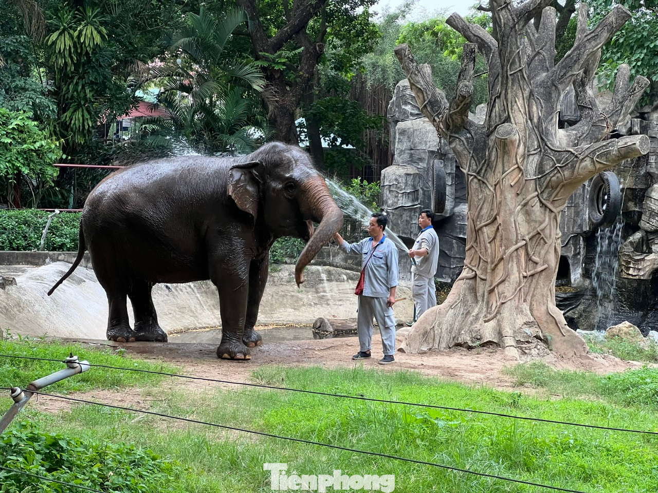 Sau đó nhân viên sẽ tắm rửa, mát xa cho voi mát mẻ, thoải mái.