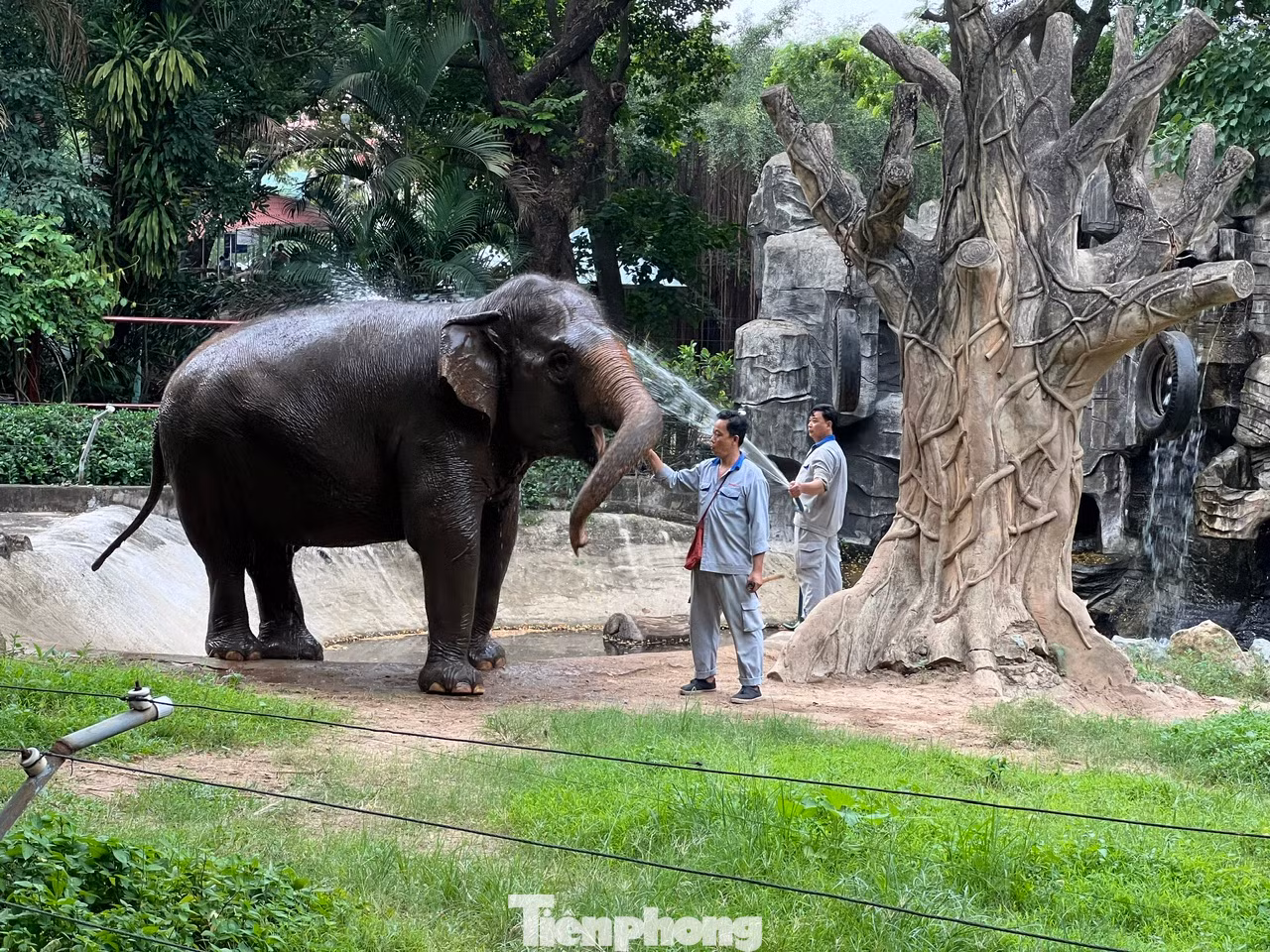 Sau đó nhân viên sẽ tắm rửa, mát xa cho voi mát mẻ, thoải mái.