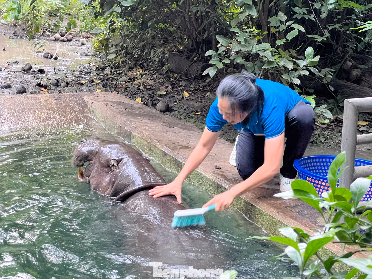 Chị Phan Thị Thanh Lan (54 tuổi) có 18 năm làm việc tại Thảo cầm viên, chủ yếu chăm sóc vườn thú thiếu nhi. Trong đó chăm sóc hà mã ngót nghét 10 năm. Bước đến chuồng hà mã, chị Lan cất tiếng gọi đầy yêu thương “bé Dít ơi”, ngay lập tức, một chú hà mã lùn nặng hàng tấn chầm chậm bơi đến.