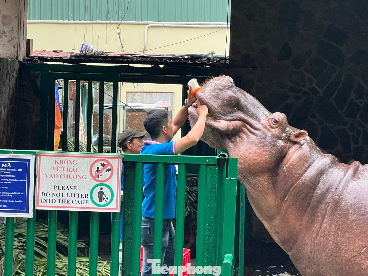 Nhân viên lấy thức ăn dính trong răng cho hà mã, đồng thời kiểm tra răng miệng, nếu có chiếc răng nào quá dài chọc vào hàm trên sẽ được bác sĩ hỗ trợ xử lý.