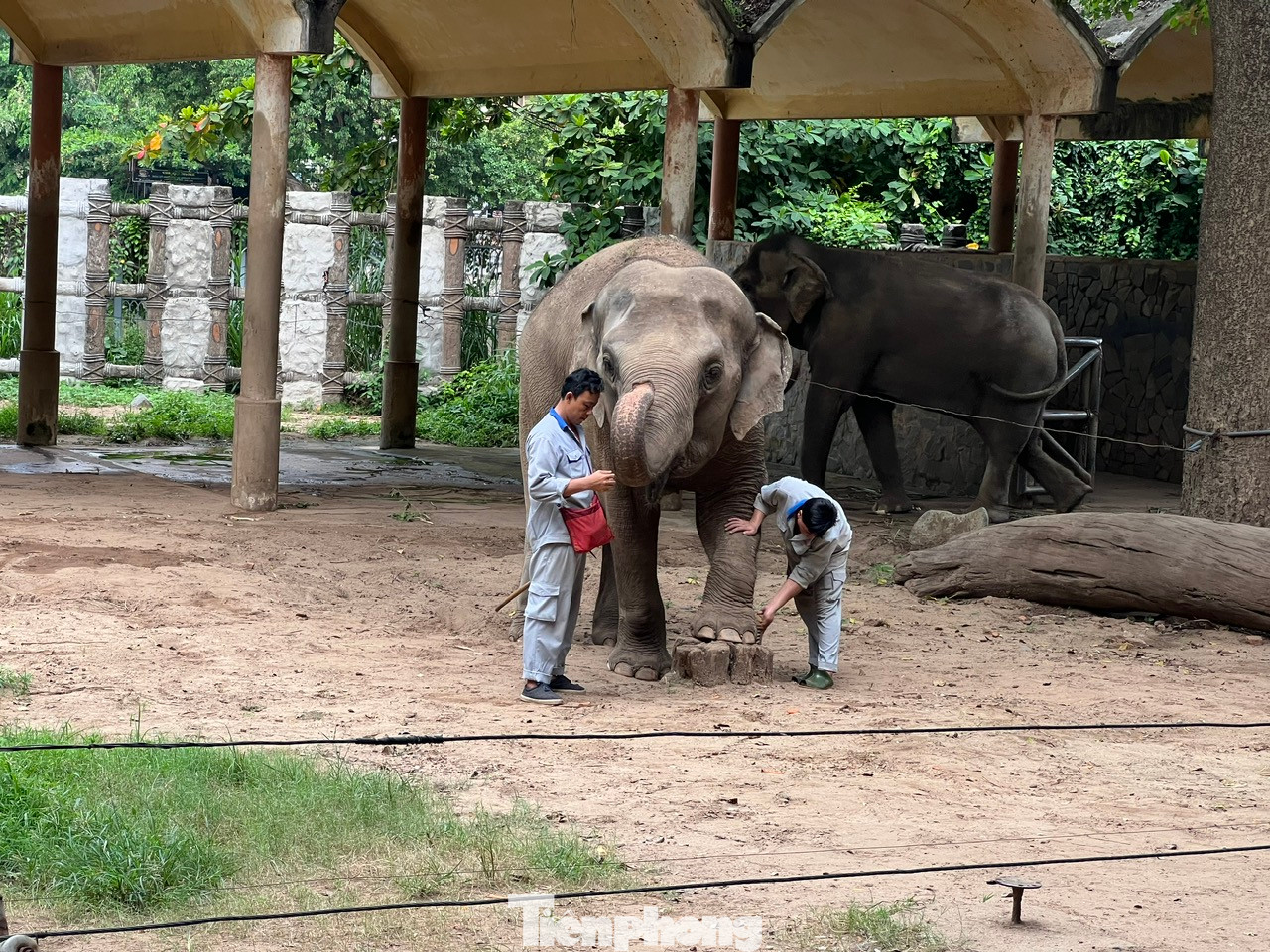 Anh Thái Ngọc Tuấn (41 tuổi) có gần 20 năm làm việc tại Thảo cầm viên Sài Gòn. Vốn yêu thích động vật nên khi biết nơi đây tuyển dụng đã xin vào. Trước đó nuôi dê, hổ, tê giác. Hiện là nhân viên chăm sóc voi được khoảng 6 năm. Công việc của anh là chăm sóc, nuôi dưỡng, theo dõi sức khỏe của voi. Trong đó không thể thiếu việc "làm nail" cho voi.