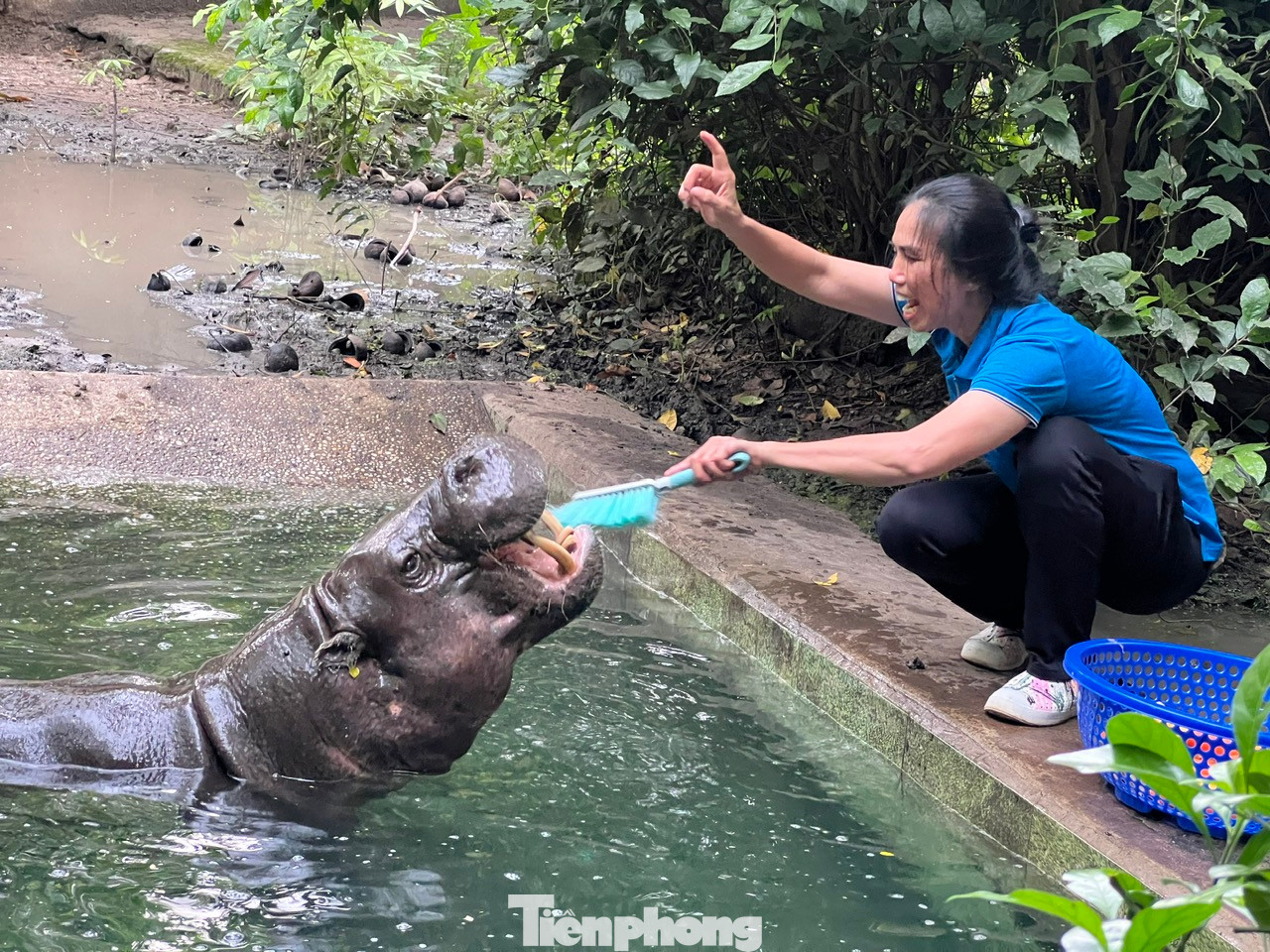 Tại đây, chị Lan cầm chiếc bàn chải dài nhẹ nhàng mát xa xung quanh miệng cho hà mã, sau đó ra dấu tay, chú hà mã hiểu ý liền há miệng chờ đánh răng. Người nhân viên nhanh chóng chải răng và kiểm tra răng cho hà mã, xem thức ăn có bị dính răng vào không. Nếu có, chị Lan sẽ lấy ra. Trường hợp với thức ăn dính khó lấy thì sẽ nhờ đến bác sĩ thú y hỗ trợ.