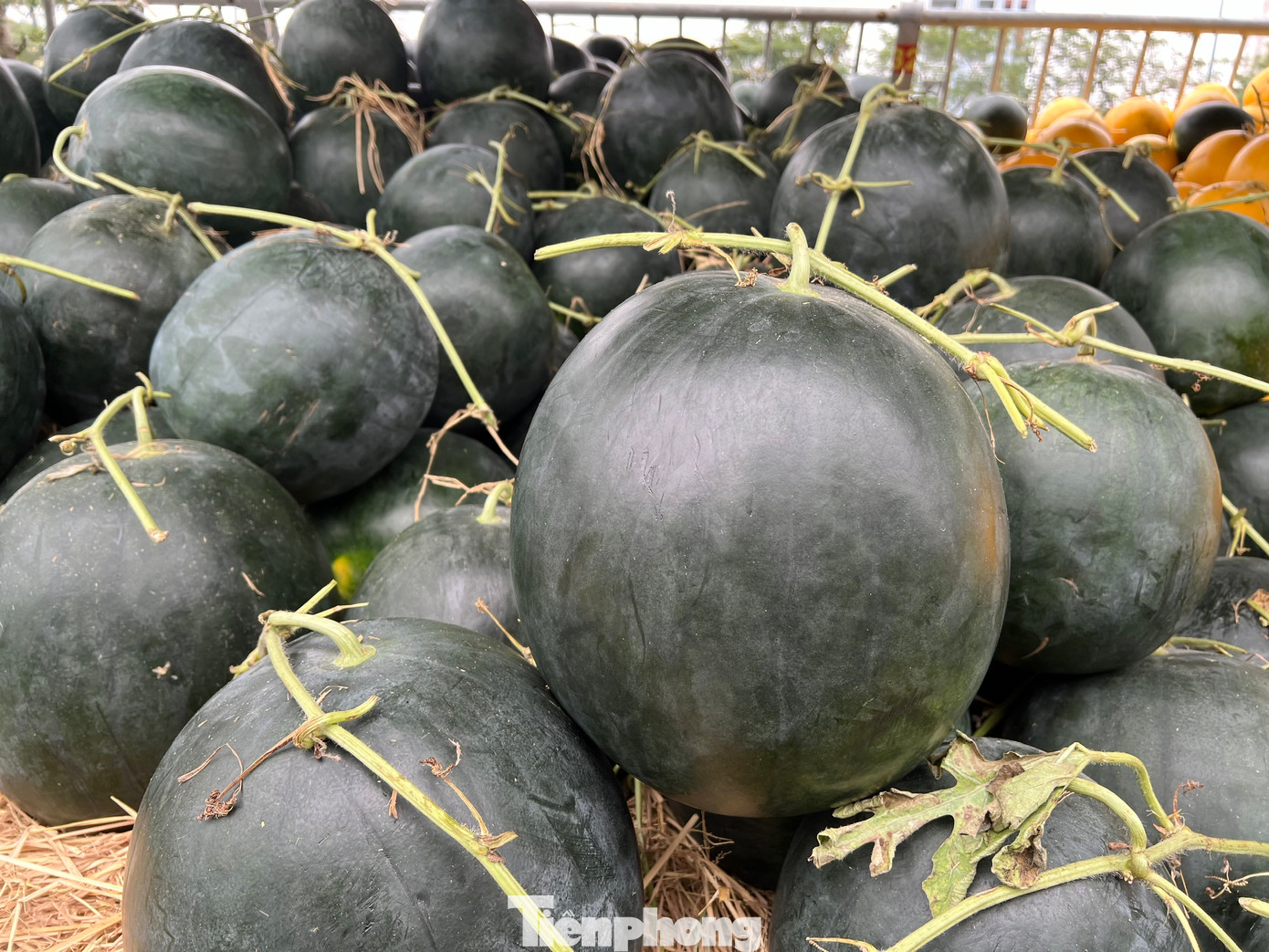 Mỗi quả dưa đều nặng trên chục ký Mỗi quả dưa đều nặng trên chục ký