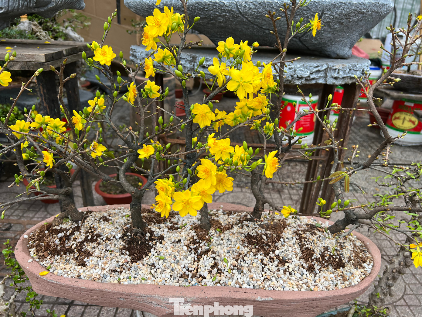 Một thuyền mai gồm 5 cây mai nhưng giá chỉ khoảng 600.000 - 700.000 đồng. Khách biết trả giá có thể mua được rẻ hơn. Một thuyền mai gồm 5 cây mai nhưng giá chỉ khoảng 600.000 - 700.000 đồng. Khách biết trả giá có thể mua được rẻ hơn.