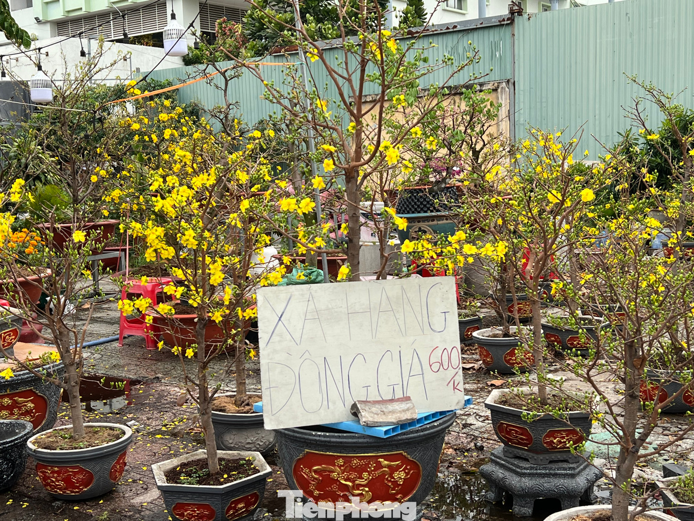 Mai xả hàng đồng giá chỉ 600.000 đồng/cây cũng ế ẩm Mai xả hàng đồng giá chỉ 600.000 đồng/cây cũng ế ẩm