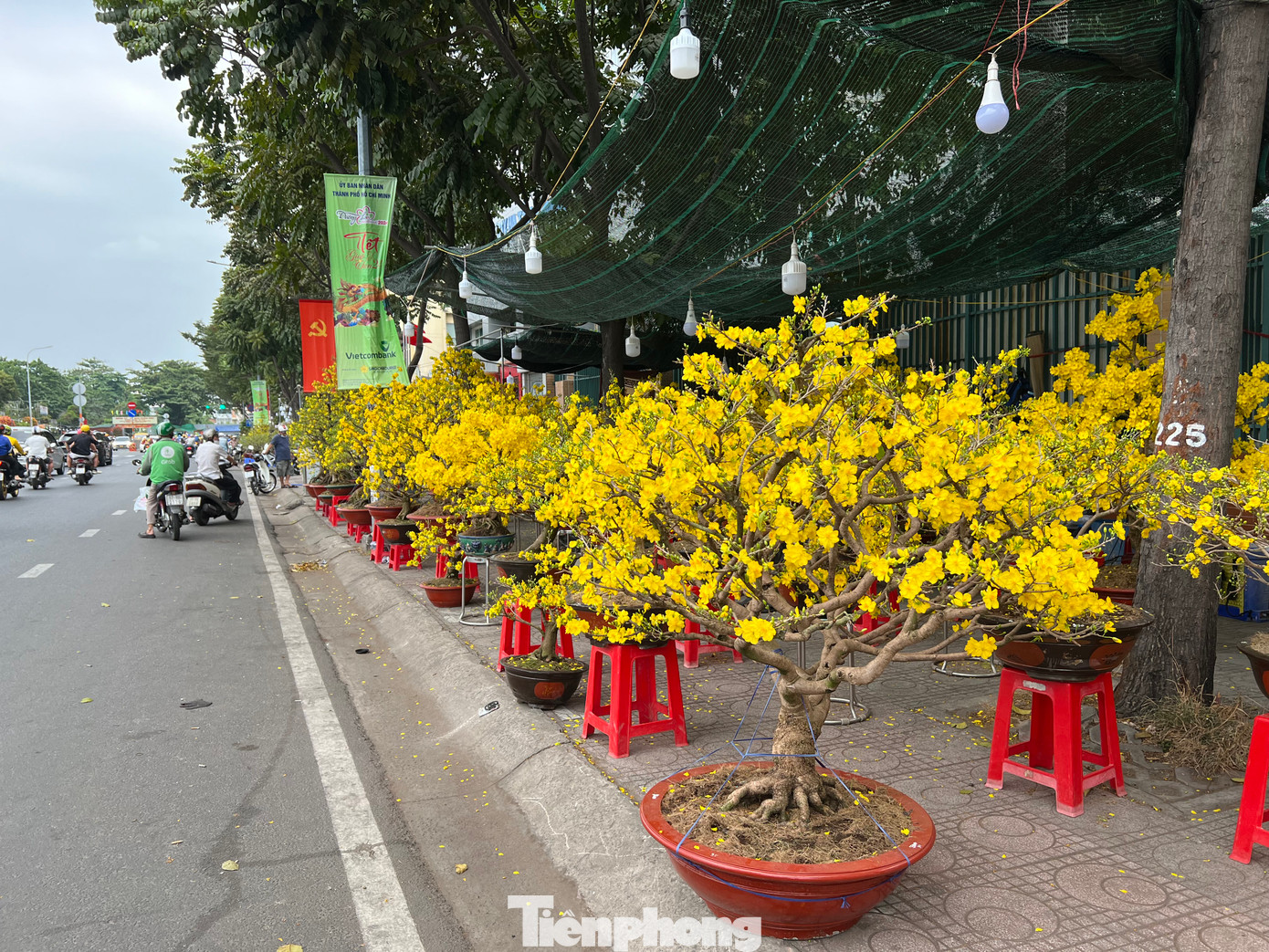 Những chậu mai to, gốc cổ thụ vắng khách mua tại phiên chợ hoa cuối năm tại TPHCM. Những chậu mai to, gốc cổ thụ vắng khách mua tại phiên chợ hoa cuối năm tại TPHCM.