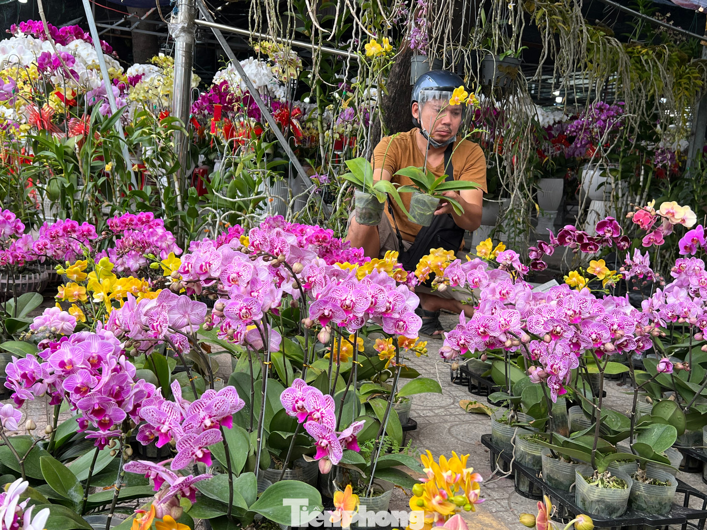 Ngày 9/2 (30 tháng Chạp), trên đường Thành Thái (quận 10), hoa Tết từ các tỉnh thành được kinh doanh tại đây rất nhiều, kéo dài cả cây số nhưng sức mua khá chậm. Tuy nhiên, những chậu kiểng mini lại hút khách nhờ giá mềm. Ngày 9/2 (30 tháng Chạp), trên đường Thành Thái (quận 10), hoa Tết từ các tỉnh thành được kinh doanh tại đây rất nhiều, kéo dài cả cây số nhưng sức mua khá chậm. Tuy nhiên, những chậu kiểng mini lại hút khách nhờ giá mềm.