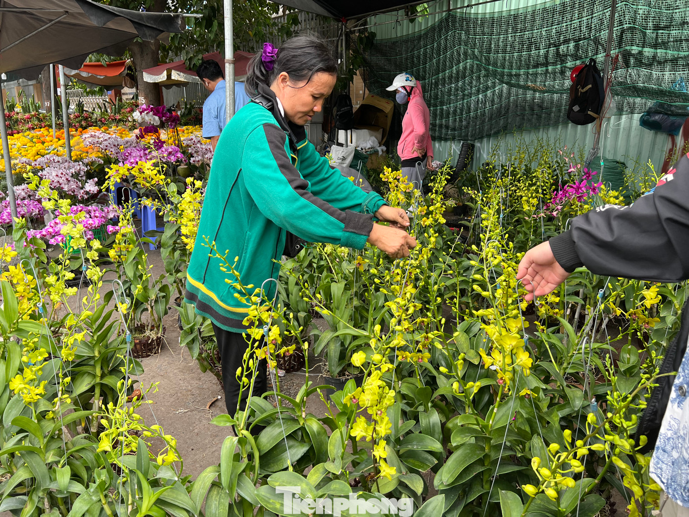 Những giỏ lan lớn hơn nhưng giá cũng chỉ 200.000 đồng/chậu cũng hút khách. "Thay vì chơi những loại hoa khác chỉ được ba ngày Tết, cao lắm là đến rằm thì lan lại sống lâu hơn, hoa nở cả tháng. Ngày Tết mà giá lan thế này là rẻ, ngày thường những chậu lan chưa có hoa cũng tầm 150.000 - 200.000 đồng/chậu" - chị Nhân cho biết. Những giỏ lan lớn hơn nhưng giá cũng chỉ 200.000 đồng/chậu cũng hút khách. "Thay vì chơi những loại hoa khác chỉ được ba ngày Tết, cao lắm là đến rằm thì lan lại sống lâu hơn, hoa nở cả tháng. Ngày Tết mà giá lan thế này là rẻ, ngày thường những chậu lan chưa có hoa cũng tầm 150.000 - 200.000 đồng/chậu" - chị Nhân cho biết.