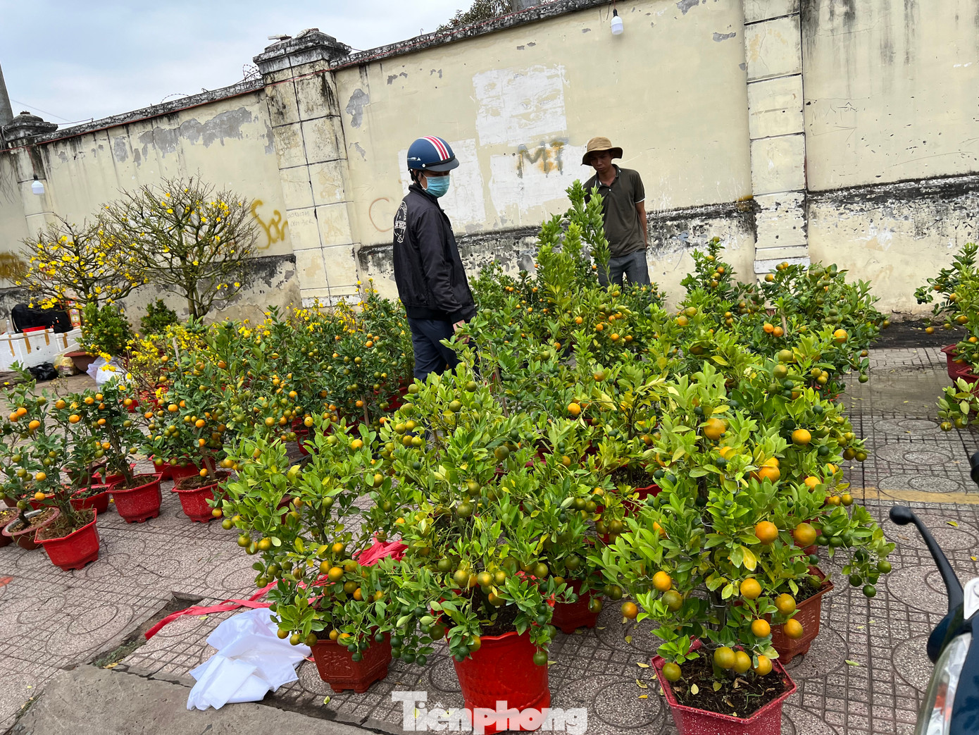 Tắc chậu nhỏ giá từ 150.000 đồng/chậu Tắc chậu nhỏ giá từ 150.000 đồng/chậu