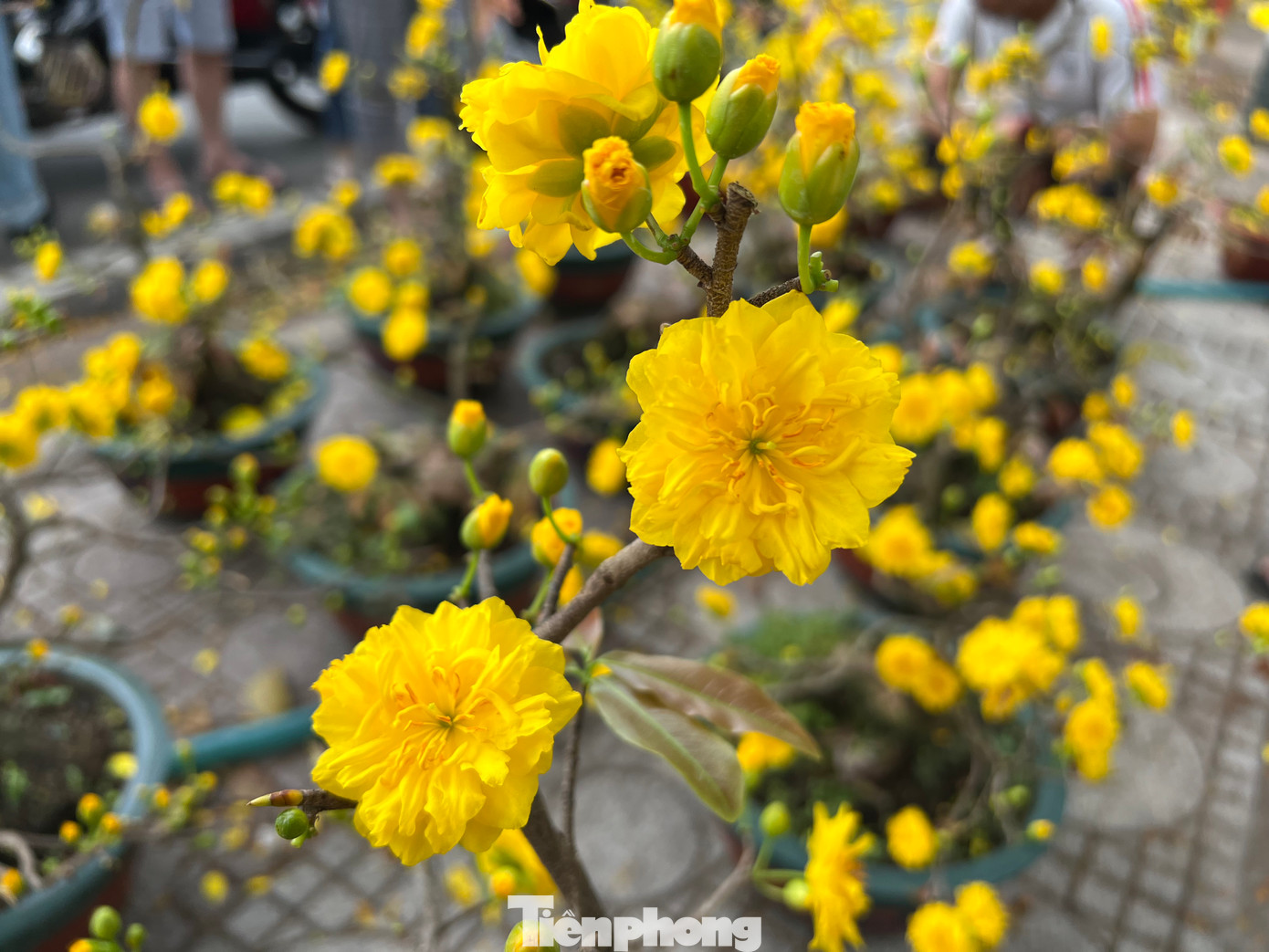 Mai cúc đặc cánh màu vàng tươi. Mai cúc đặc cánh màu vàng tươi.