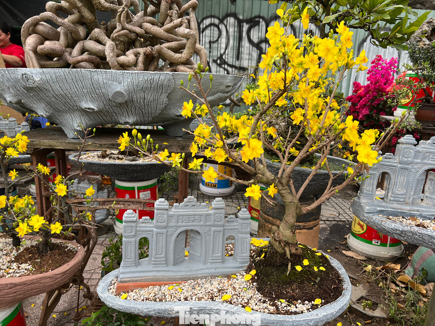 Một cây mai có thêm tiểu cảnh. "Năm nay hoa Tết vắng khách lắm nên chúng tôi tạo cho cây những kiểu khác như không vô chậu lẻ nữa mà thêm các tiểu cảnh hoặc làm thuyền mai, nhờ vậy khách mua nhiều hơn. Trong sáng nay đã có tới 5 khách mua thuyền mai về chơi Tết" - nhà vườn ở Bến Tre nói. Một cây mai có thêm tiểu cảnh. "Năm nay hoa Tết vắng khách lắm nên chúng tôi tạo cho cây những kiểu khác như không vô chậu lẻ nữa mà thêm các tiểu cảnh hoặc làm thuyền mai, nhờ vậy khách mua nhiều hơn. Trong sáng nay đã có tới 5 khách mua thuyền mai về chơi Tết" - nhà vườn ở Bến Tre nói.