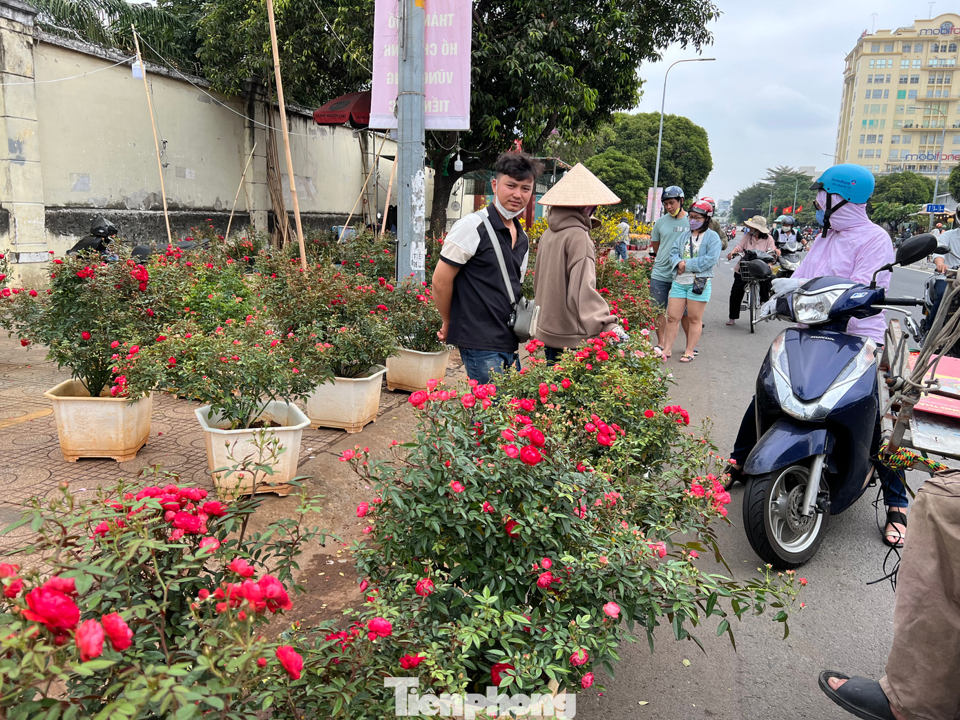 Hồng đỏ giá từ 200.000 đồng/chậu thu hút khách. Hồng đỏ giá từ 200.000 đồng/chậu thu hút khách.