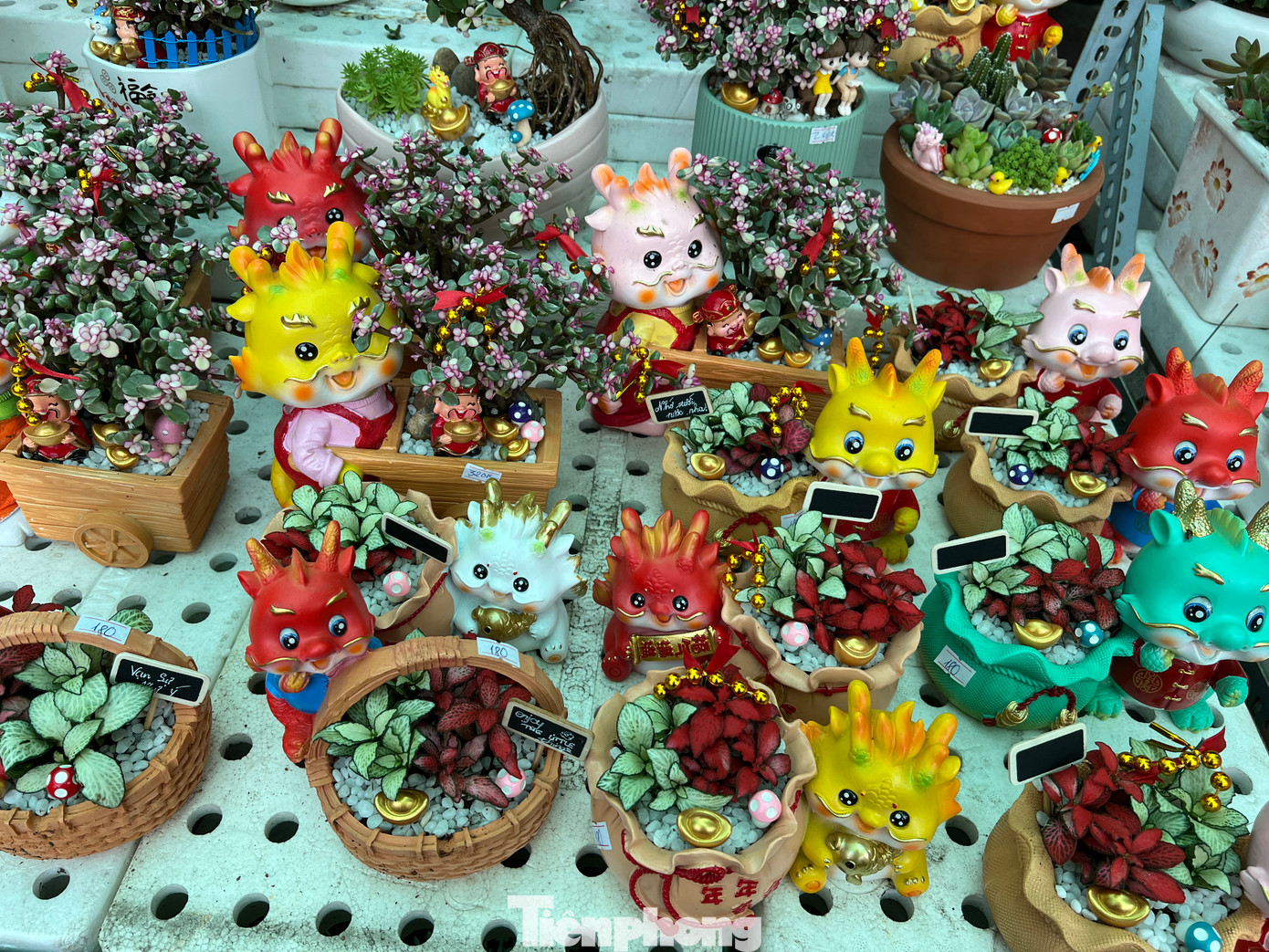 Cây đô la, lá đỏ... được trồng trong những chậu hình bé rồng siêu cưng Cây đô la, lá đỏ... được trồng trong những chậu hình bé rồng siêu cưng