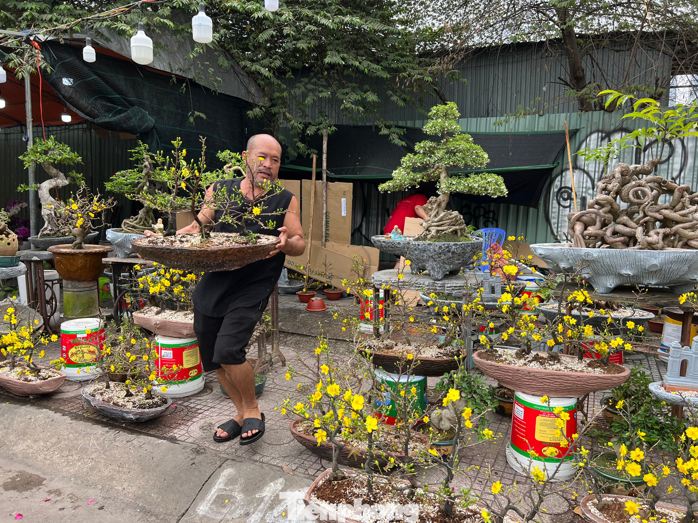 Trong khi đó, một nhà vườn đến từ Bến Tre biến tấu những cây mai nhỏ thành thuyền mai mang ý nghĩa "thuận buồm xuôi gió". Mỗi thuyền mai có từ 4 cây mai với hoa nở rộ, giá từ 600.000 - 1 triệu đồng/ thuyền. Trong khi đó, một nhà vườn đến từ Bến Tre biến tấu những cây mai nhỏ thành thuyền mai mang ý nghĩa "thuận buồm xuôi gió". Mỗi thuyền mai có từ 4 cây mai với hoa nở rộ, giá từ 600.000 - 1 triệu đồng/ thuyền.