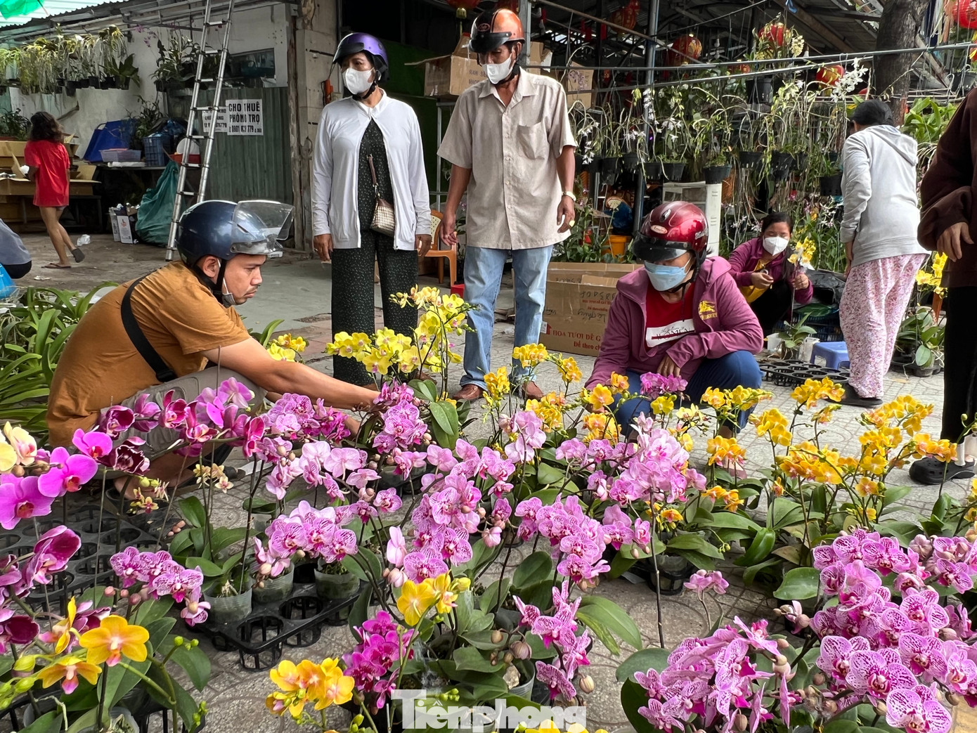 Lan hồ điệp mini chỉ có giá 130.000 đồng/chậu. Anh Thiện, chủ ki-ốt hoa này cho biết, khách đến mua rất nhiều, có người mua 4 - 5 chậu đủ màu sắc về trang trí nhà vì giá mềm. Hoa lan có thể chơi không tàn, nếu khách biết chăm sóc, cây vẫn sống tốt và ra hoa quanh năm. Lan hồ điệp mini chỉ có giá 130.000 đồng/chậu. Anh Thiện, chủ ki-ốt hoa này cho biết, khách đến mua rất nhiều, có người mua 4 - 5 chậu đủ màu sắc về trang trí nhà vì giá mềm. Hoa lan có thể chơi không tàn, nếu khách biết chăm sóc, cây vẫn sống tốt và ra hoa quanh năm.