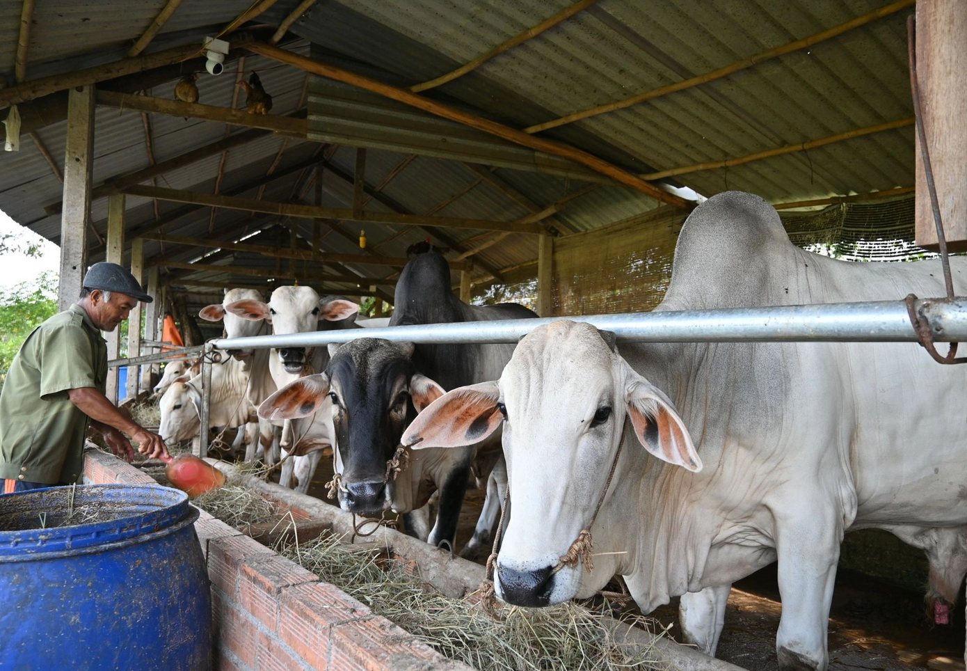 Tỉnh Tây Ninh chuẩn bị công bố vùng an toàn dịch bệnh. Tỉnh Tây Ninh chuẩn bị công bố vùng an toàn dịch bệnh.