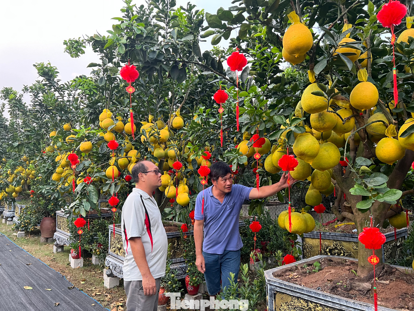Những cây bưởi Diễn có tuổi đời hàng chục năm, giá rất mềm chỉ từ 10 triệu đồng/chậu. Thời điểm này, đã có khá nhiều khách hàng đến chọn mua cây, ghi tên lên sản phẩm và hẹn ngày để chủ vườn giao tận nơi. Những cây bưởi Diễn có tuổi đời hàng chục năm, giá rất mềm chỉ từ 10 triệu đồng/chậu. Thời điểm này, đã có khá nhiều khách hàng đến chọn mua cây, ghi tên lên sản phẩm và hẹn ngày để chủ vườn giao tận nơi.