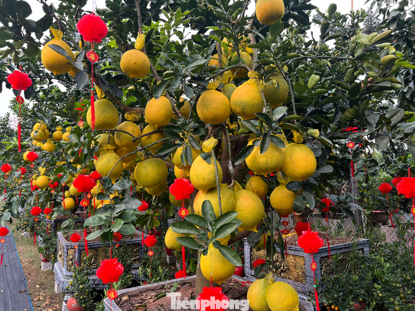 Ngoài mua đứt những chậu bưởi Diễn có giá cả chục triệu đồng, khách hàng cũng có thể chọn phương án thuê cây chơi Tết với giá cả phải chăng. Ngoài mua đứt những chậu bưởi Diễn có giá cả chục triệu đồng, khách hàng cũng có thể chọn phương án thuê cây chơi Tết với giá cả phải chăng.