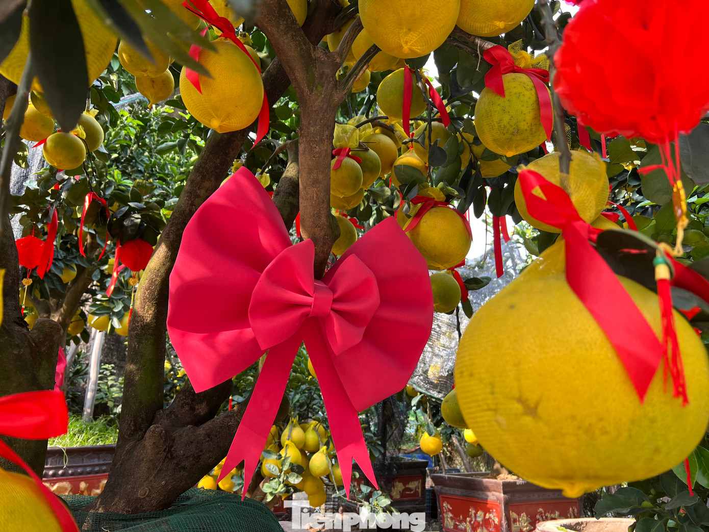 Những cây bưởi Diễn còn được trang trí thêm những chiếc nơ đỏ khổng lồ thu hút khách hàng từ xa. Năm nay, giá bưởi trung bình từ 10 - 50 triệu đồng/chậu, chỉ một số ít cây lớn, lâu năm mới có giá khoảng 80 triệu đồng/chậu. Những cây bưởi Diễn còn được trang trí thêm những chiếc nơ đỏ khổng lồ thu hút khách hàng từ xa. Năm nay, giá bưởi trung bình từ 10 - 50 triệu đồng/chậu, chỉ một số ít cây lớn, lâu năm mới có giá khoảng 80 triệu đồng/chậu.