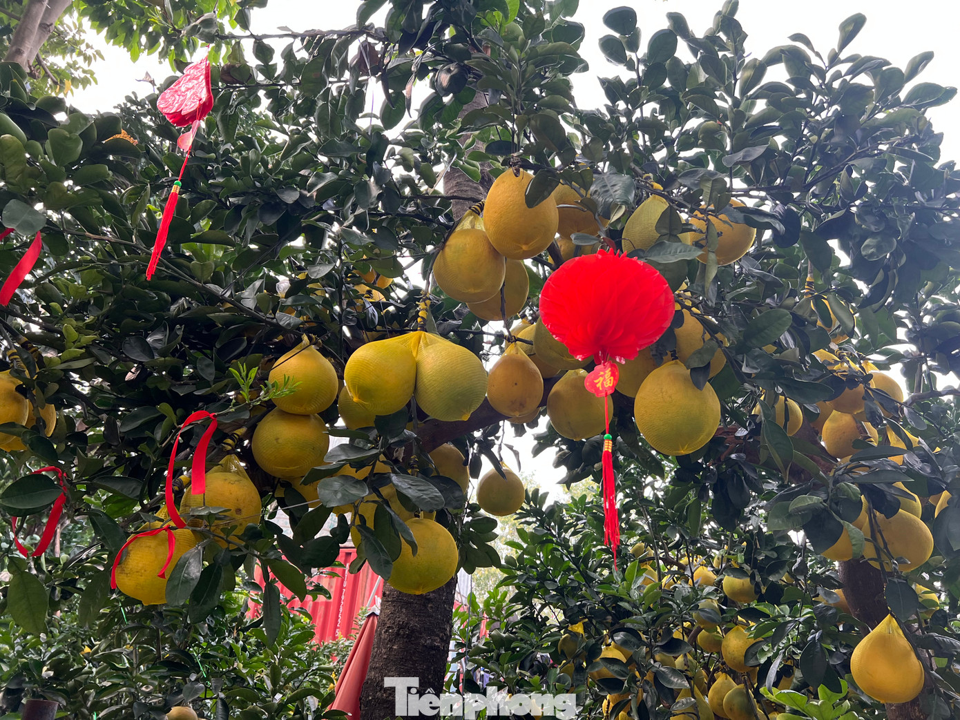 Mặc dù cơn bão số 3 vừa qua gây ảnh hưởng không nhỏ đến các vườn kiểng ở phía Bắc, tuy nhiên theo các nhà vườn, sản lượng bưởi Diễn vẫn đáp ứng nhu cầu của khách hàng nhờ diện tích trồng bưởi Diễn tăng 40%. Mặc dù cơn bão số 3 vừa qua gây ảnh hưởng không nhỏ đến các vườn kiểng ở phía Bắc, tuy nhiên theo các nhà vườn, sản lượng bưởi Diễn vẫn đáp ứng nhu cầu của khách hàng nhờ diện tích trồng bưởi Diễn tăng 40%.