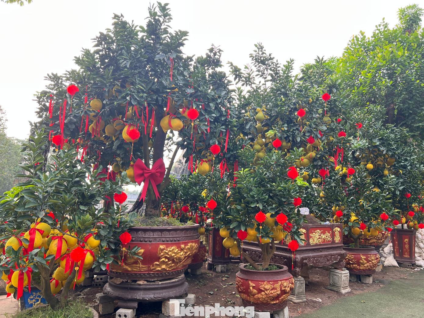 Trên đường Mai Chí Thọ (TP Thủ Đức) những ngày này, người đi đường khó có thể bỏ qua những vườn bưởi Diễn lúc lỉu trái. Bưởi Diễn đa số được đưa từ miền Bắc vào mỗi dịp Tết, trái bưởi có màu vàng rực rỡ, quả to và khi chín tỏa ra hương thơm ngát bay xa cả trăm mét. Trên đường Mai Chí Thọ (TP Thủ Đức) những ngày này, người đi đường khó có thể bỏ qua những vườn bưởi Diễn lúc lỉu trái. Bưởi Diễn đa số được đưa từ miền Bắc vào mỗi dịp Tết, trái bưởi có màu vàng rực rỡ, quả to và khi chín tỏa ra hương thơm ngát bay xa cả trăm mét.