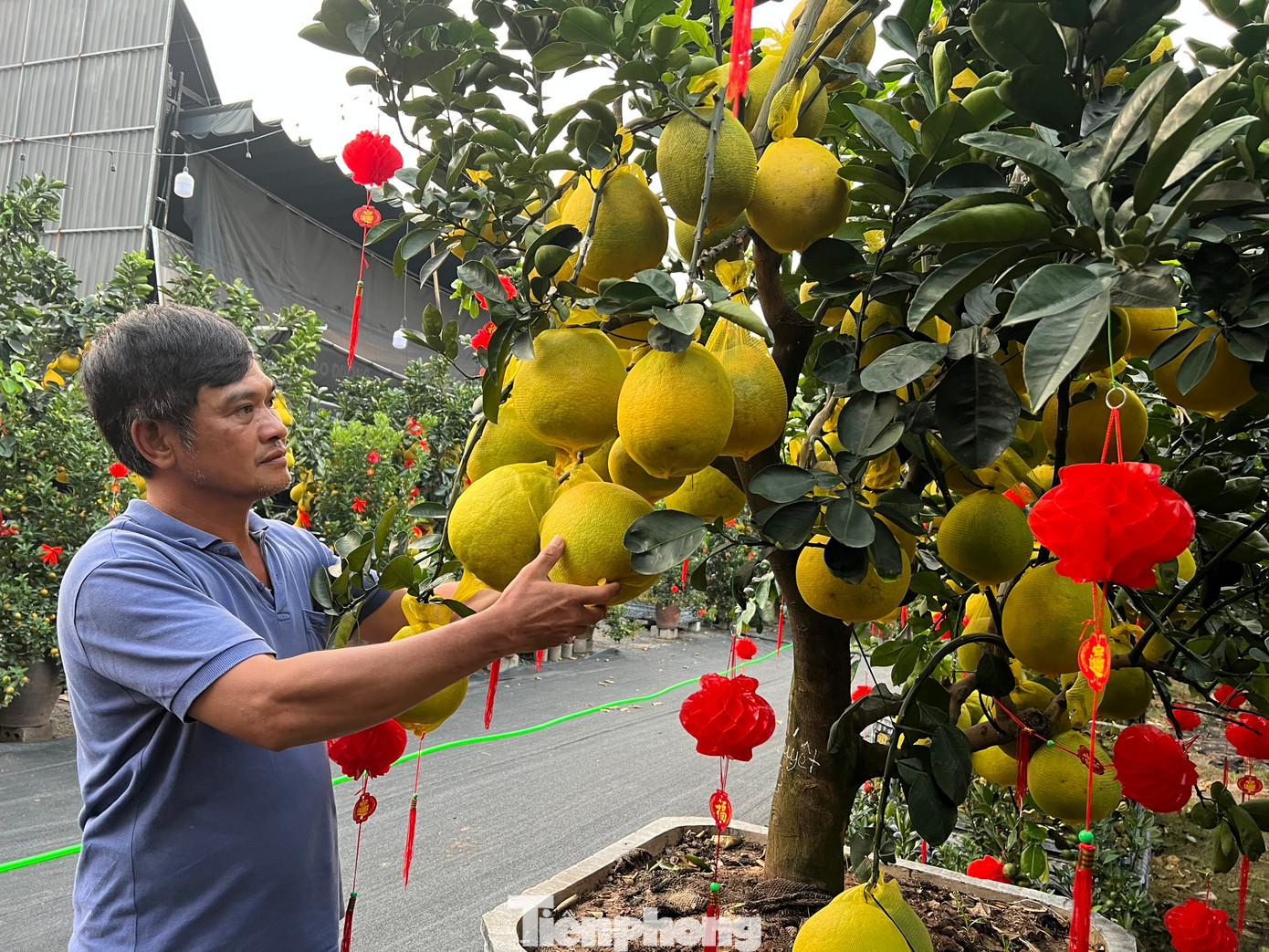 Ông Nguyễn Đắc Lự, chủ vườn Lự Nguyễn nâng niu từng quả bưởi trước khi giao đến tận nơi cho khách hàng. Ông Nguyễn Đắc Lự, chủ vườn Lự Nguyễn nâng niu từng quả bưởi trước khi giao đến tận nơi cho khách hàng.