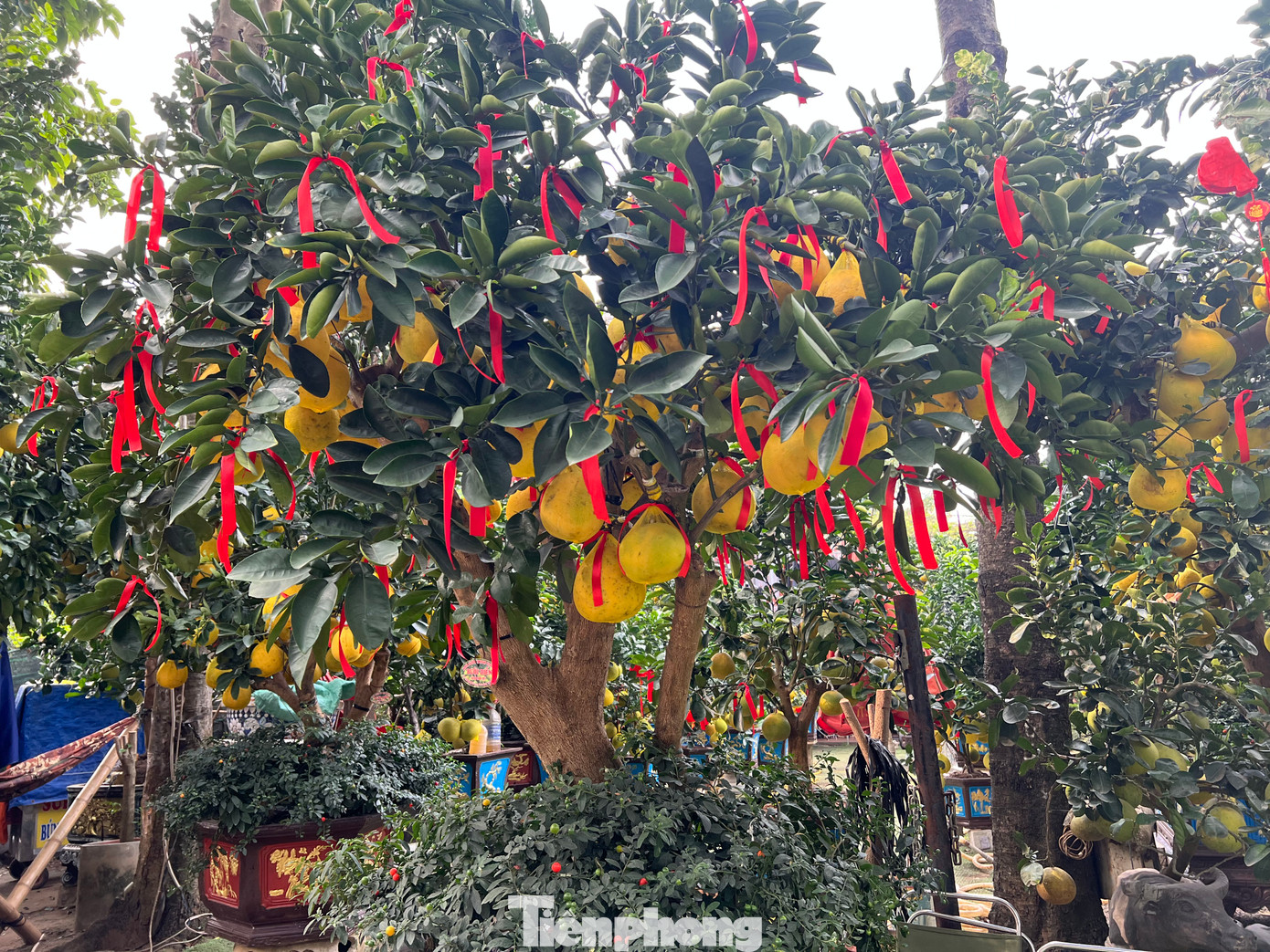 Theo ông Lự, mặc dù chi phí vận chuyển, nhân công... đều tăng nhưng do kinh tế khó khăn, người dân thắt chặt chi tiêu nên nhà vườn giảm giá sớm, chấp nhận lời ít lại để khách hàng dễ dàng mua cây kiểng chơi Tết. Theo ông Lự, mặc dù chi phí vận chuyển, nhân công... đều tăng nhưng do kinh tế khó khăn, người dân thắt chặt chi tiêu nên nhà vườn giảm giá sớm, chấp nhận lời ít lại để khách hàng dễ dàng mua cây kiểng chơi Tết.