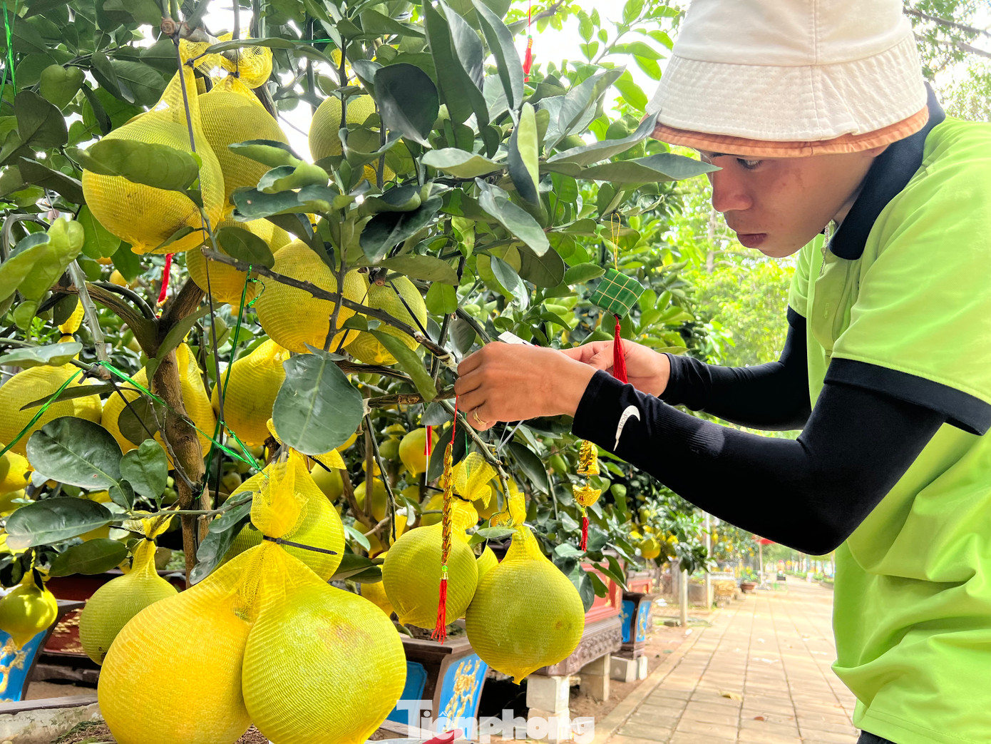 Các nhà vườn liên tục thuê thêm nhân công để chăm sóc, trang trí, làm đẹp cho những cây bưởi Diễn. Nhân viên sẽ cắt tỉa cảnh, chỉnh lại thế cây, bón phân, tưới nước và trang trí thêm nơ, ruy băng, treo thêm các câu đối đỏ để cây bưởi thêm bắt mắt. Các nhà vườn liên tục thuê thêm nhân công để chăm sóc, trang trí, làm đẹp cho những cây bưởi Diễn. Nhân viên sẽ cắt tỉa cảnh, chỉnh lại thế cây, bón phân, tưới nước và trang trí thêm nơ, ruy băng, treo thêm các câu đối đỏ để cây bưởi thêm bắt mắt.