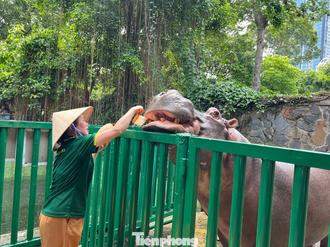 Như thành thói quen, khi nhân viên cầm bàn chải gõ nhẹ vào thanh sắt là chú hà mã liền đi tới, ngoan ngoãn há miệng để được chải răng.