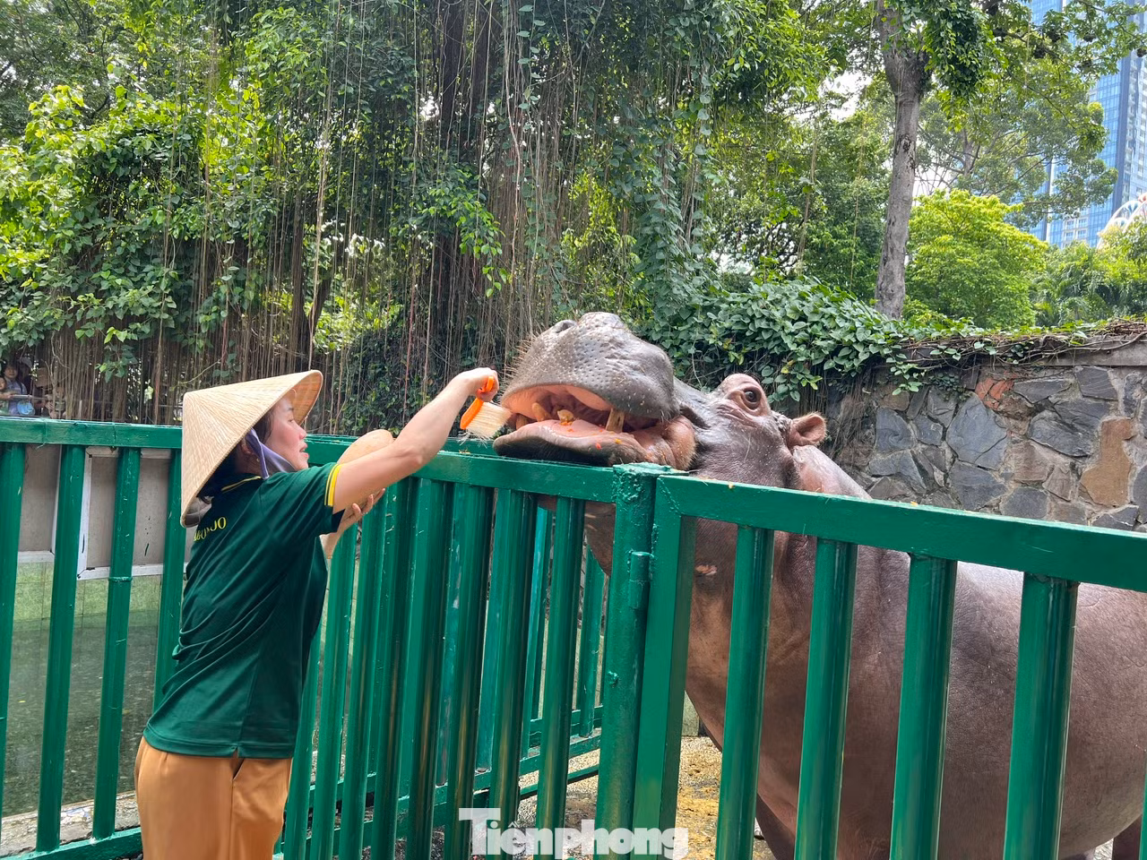 Như thành thói quen, khi nhân viên cầm bàn chải gõ nhẹ vào thanh sắt là chú hà mã liền đi tới, ngoan ngoãn há miệng để được chải răng.