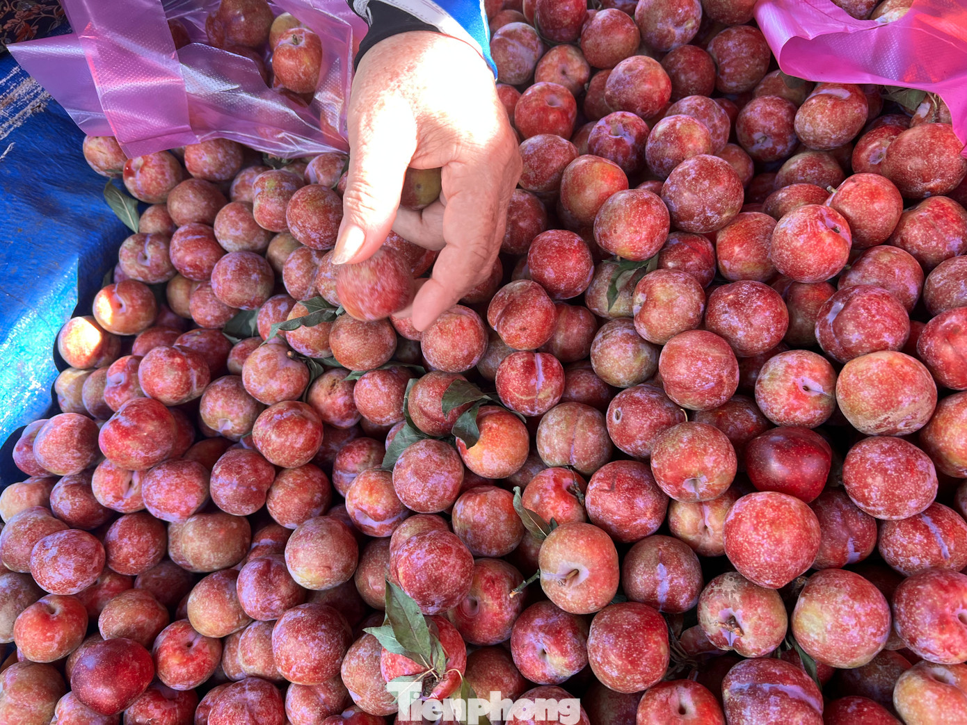 Người mua được lựa chọn thoải mái. Muốn ngọt thì chọn quả đỏ mọng, mềm; muốn giòn thì chọn quả cứng, màu hơi hồng. "Đây đều là mận được trồng tại Sơn La, quả được hái và vận chuyển về thành phố trong ngày, cuống tươi, vỏ còn phấn chứ không phải mận Trung Quốc nên khách yên tâm" - bà Tâm bán trái cây tại chợ Thị Nghè (quận Bình Thạnh) cho biết. Người mua được lựa chọn thoải mái. Muốn ngọt thì chọn quả đỏ mọng, mềm; muốn giòn thì chọn quả cứng, màu hơi hồng. "Đây đều là mận được trồng tại Sơn La, quả được hái và vận chuyển về thành phố trong ngày, cuống tươi, vỏ còn phấn chứ không phải mận Trung Quốc nên khách yên tâm" - bà Tâm bán trái cây tại chợ Thị Nghè (quận Bình Thạnh) cho biết.