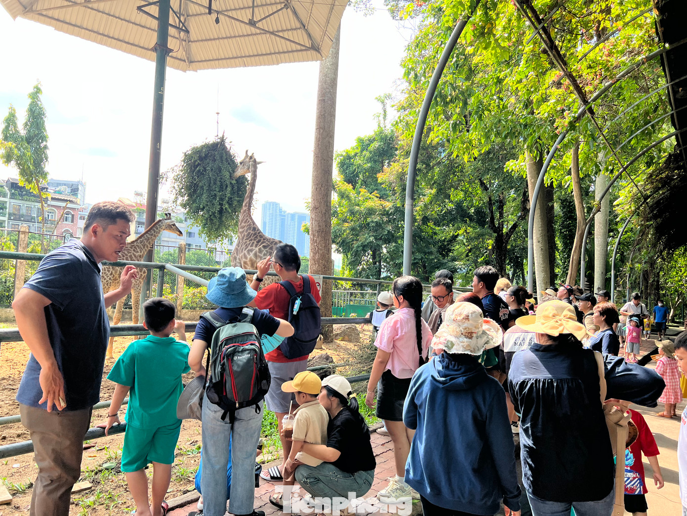 Mẹ con nhà hươu cao cổ đã trở thành &quot;ido&quot; của nhiều em nhỏ.